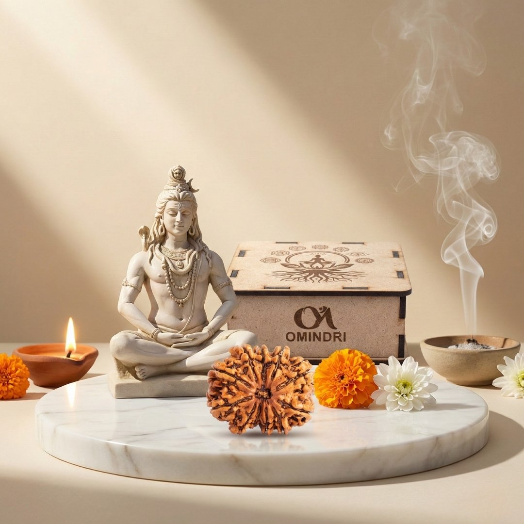 12 Mukhi Lab Certified Rudraksha